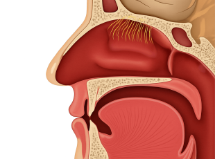 МРТ придаточных пазух носа Бирюлево